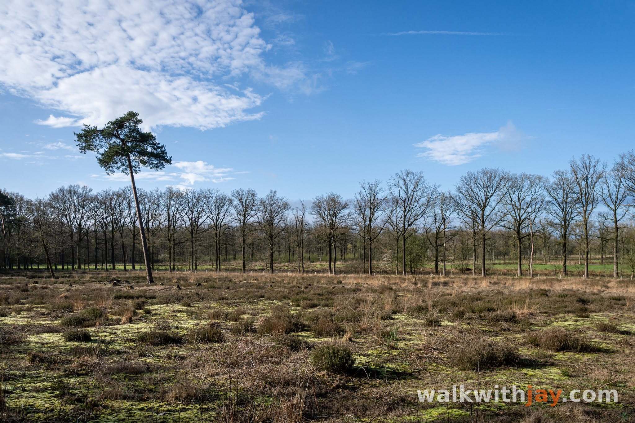 Forest bathing in Vagevuurbossen