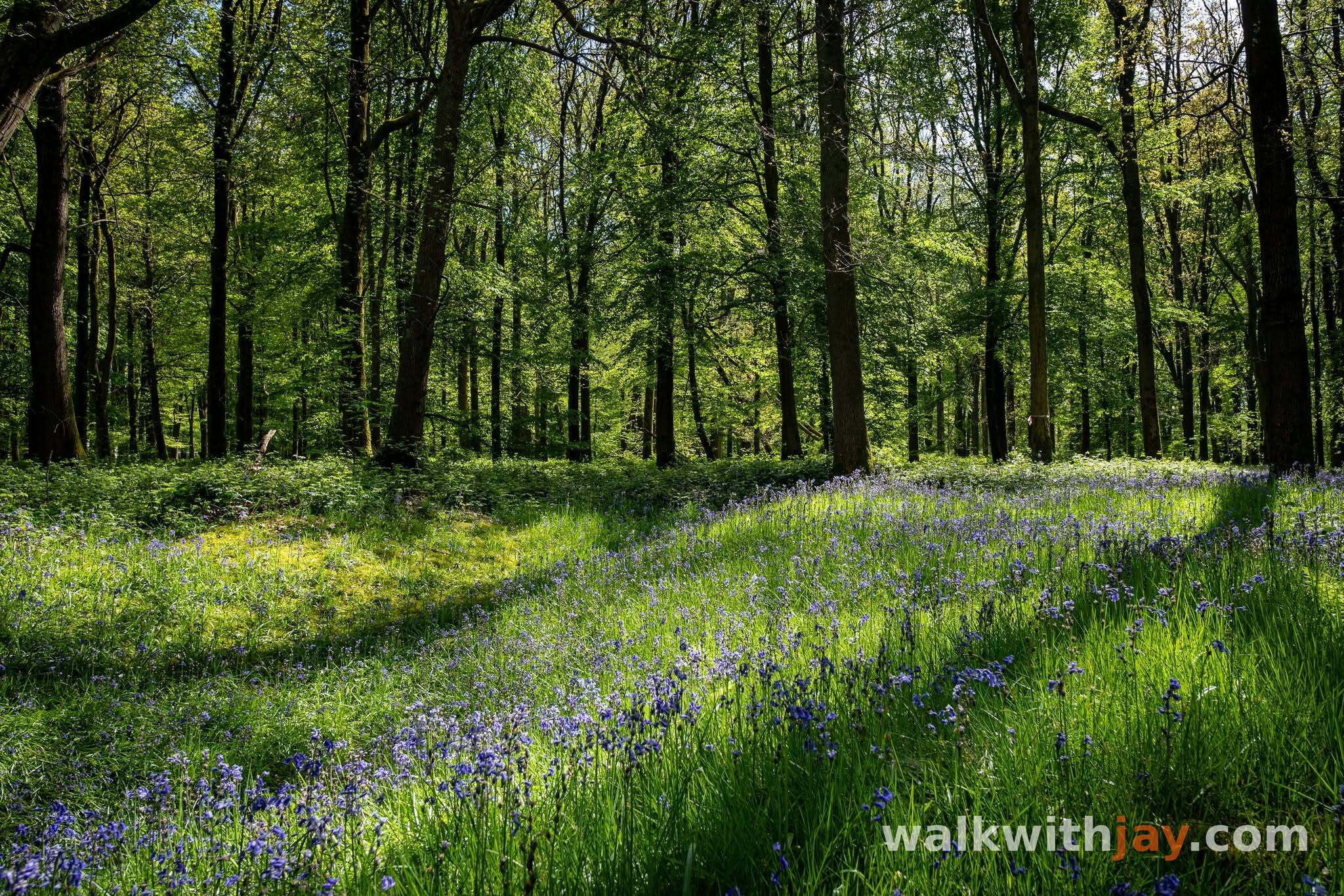 Delville Wood